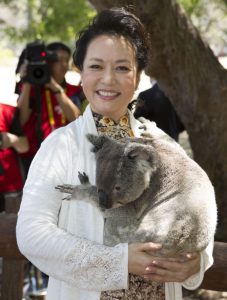 chinese president wife hugging a koala 1